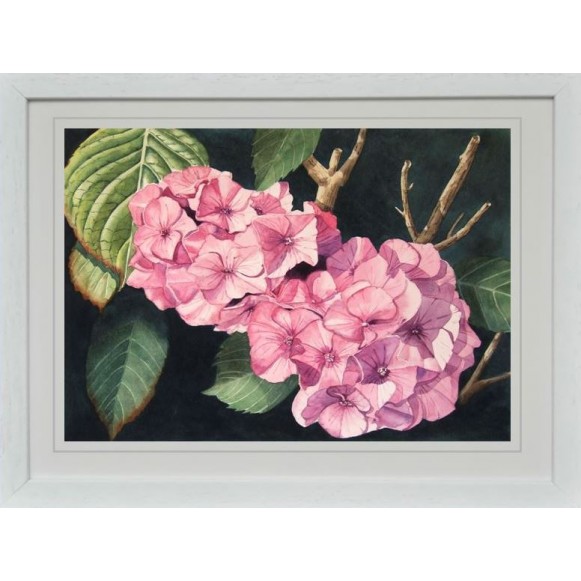 "Hydrangea's"