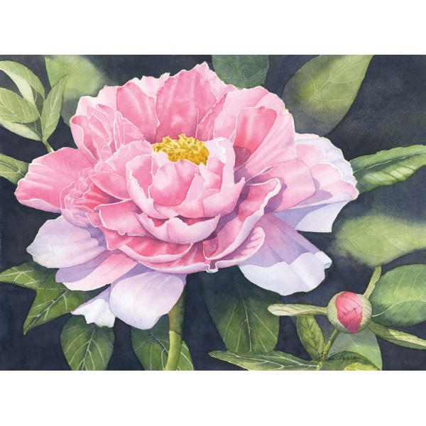 "Pink Peony" "Pink Peony"