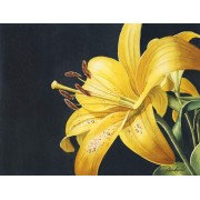 "Yellow Lilly"